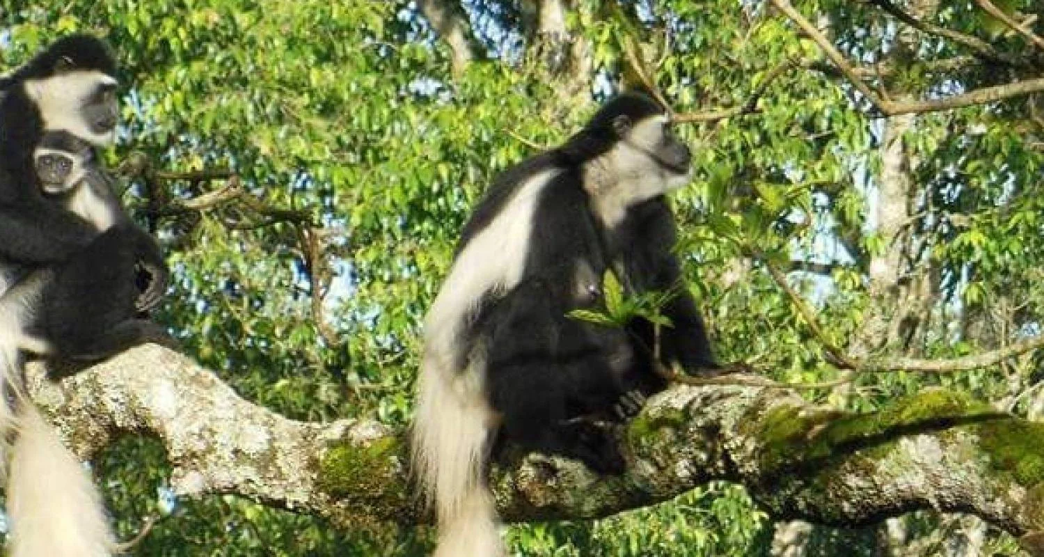 Explore 2 DAYS CAMPING SAFARI for 2 days with Almighty Kilimanjaro and discover unforgettable experiences - Photo 2