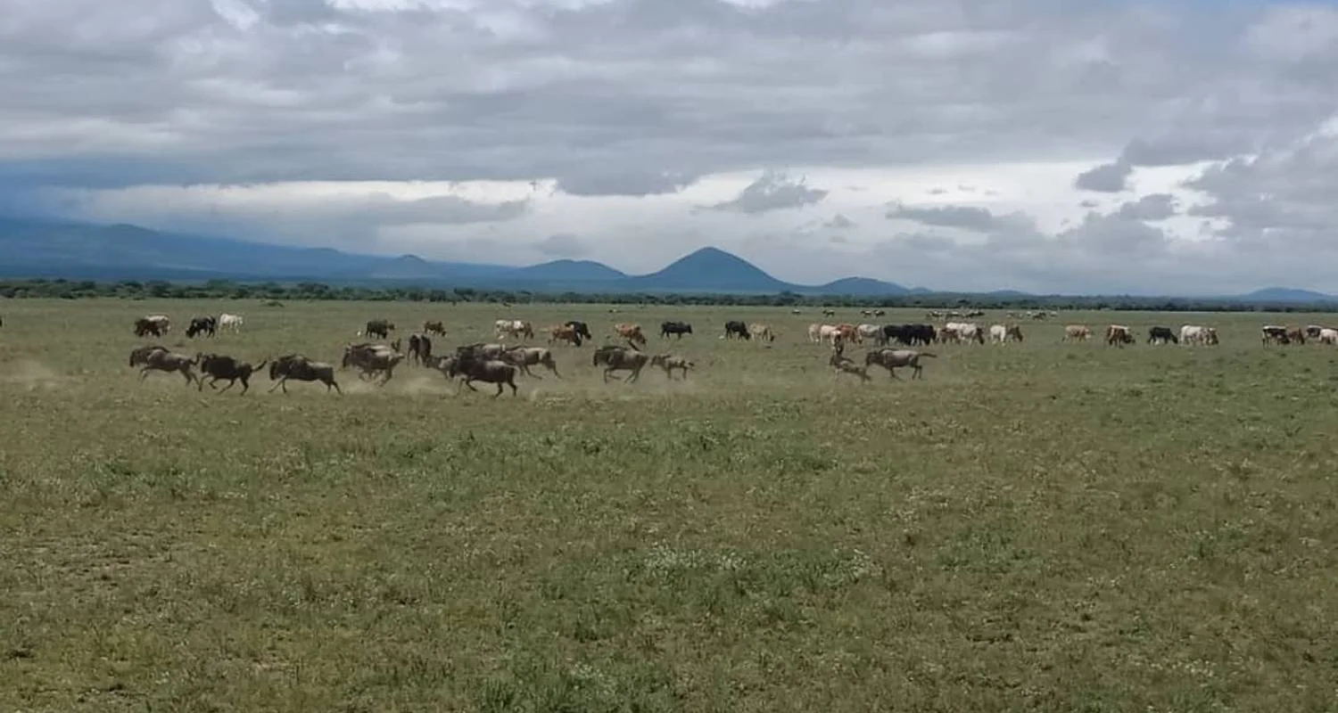 Explore 3 DAYS SERENGETI LODGING SAFARI for 3 days with Almighty Kilimanjaro and discover unforgettable experiences - Photo 2