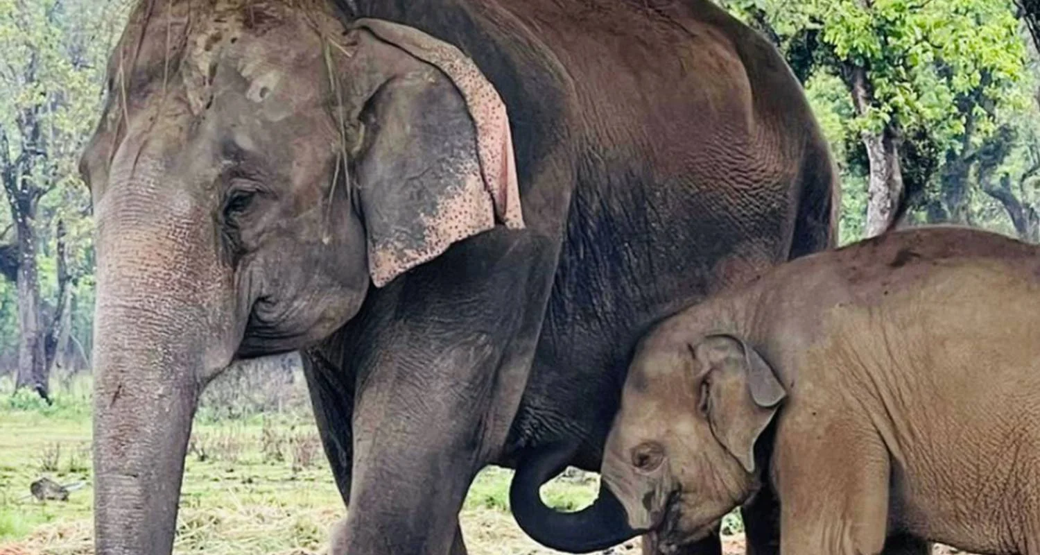 Explore Chitwan National Park Tour for 4 days with Alpine Club of Himalaya and discover unforgettable experiences - Photo 2