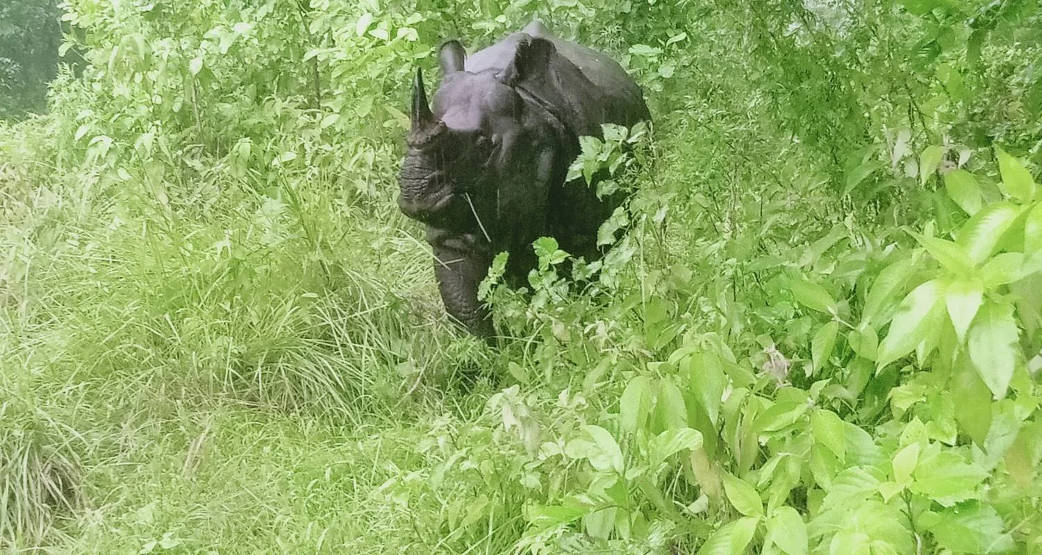 Explore Chitwan Tour with Staying Inside The Park for 3 days with Alpine Luxury Treks Pvt Ltd and discover unforgettable experiences - Photo 2