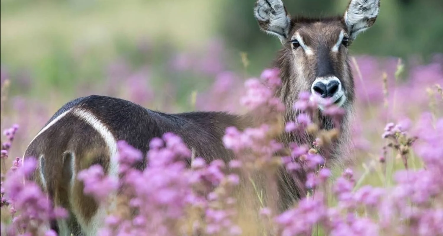 Explore Luxury Train on The Bridge Kruger Park Safari and Panorama Route for 4 days with Amatungulu Tour and discover unforgettable experiences - Photo 2