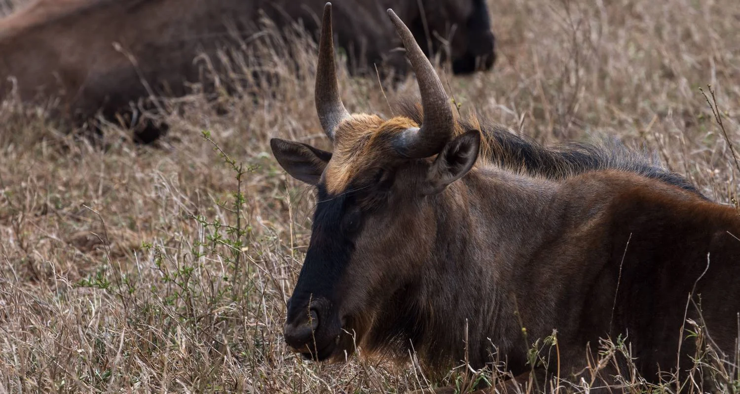 Explore Working Safari/Conferencing at luxury bush lodges, Kruger National Park & Panorama Route for 6 days with Amatungulu Tour and discover unforgettable experiences - Photo 2