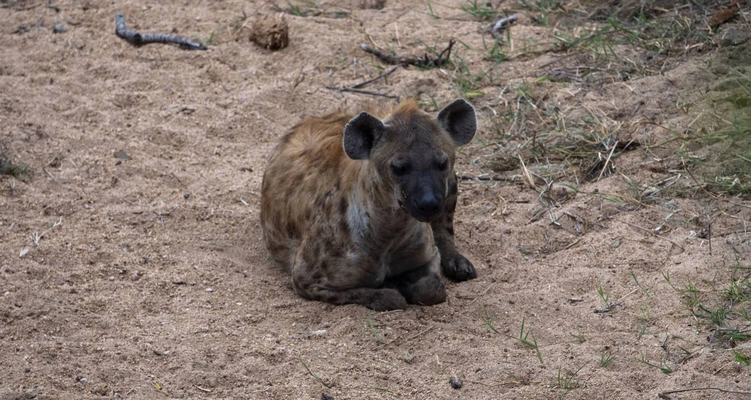 Explore Luxury Kruger Park Safari & Panorama Route ​South Africa for 4 days with Amatungulu Tour and discover unforgettable experiences - Photo 2