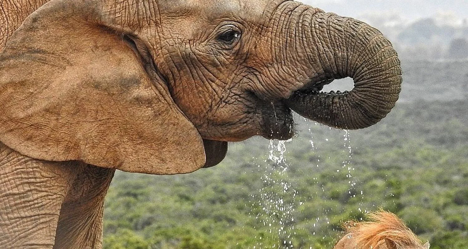 Explore Awesome Kruger National Park & Panorama Route Safari South Africa for 4 days with Amatungulu Tour and discover unforgettable experiences - Photo 2