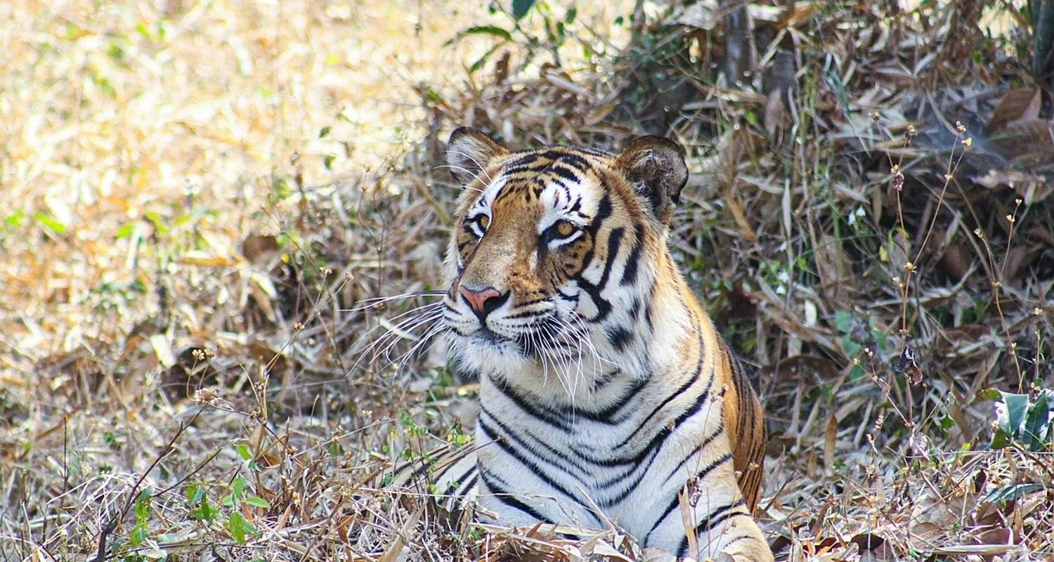 Explore India's Best Wildlife Tour for 14 days with Amazing India Tours and discover unforgettable experiences - Photo 2