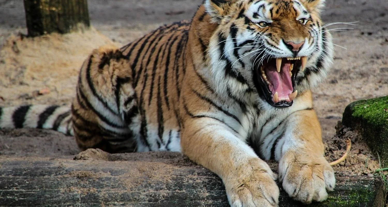 Explore Classical  Bhutan &  India Golden Triangle & Tigers for 15 days with Amazing India Tours and discover unforgettable experiences - Photo 2