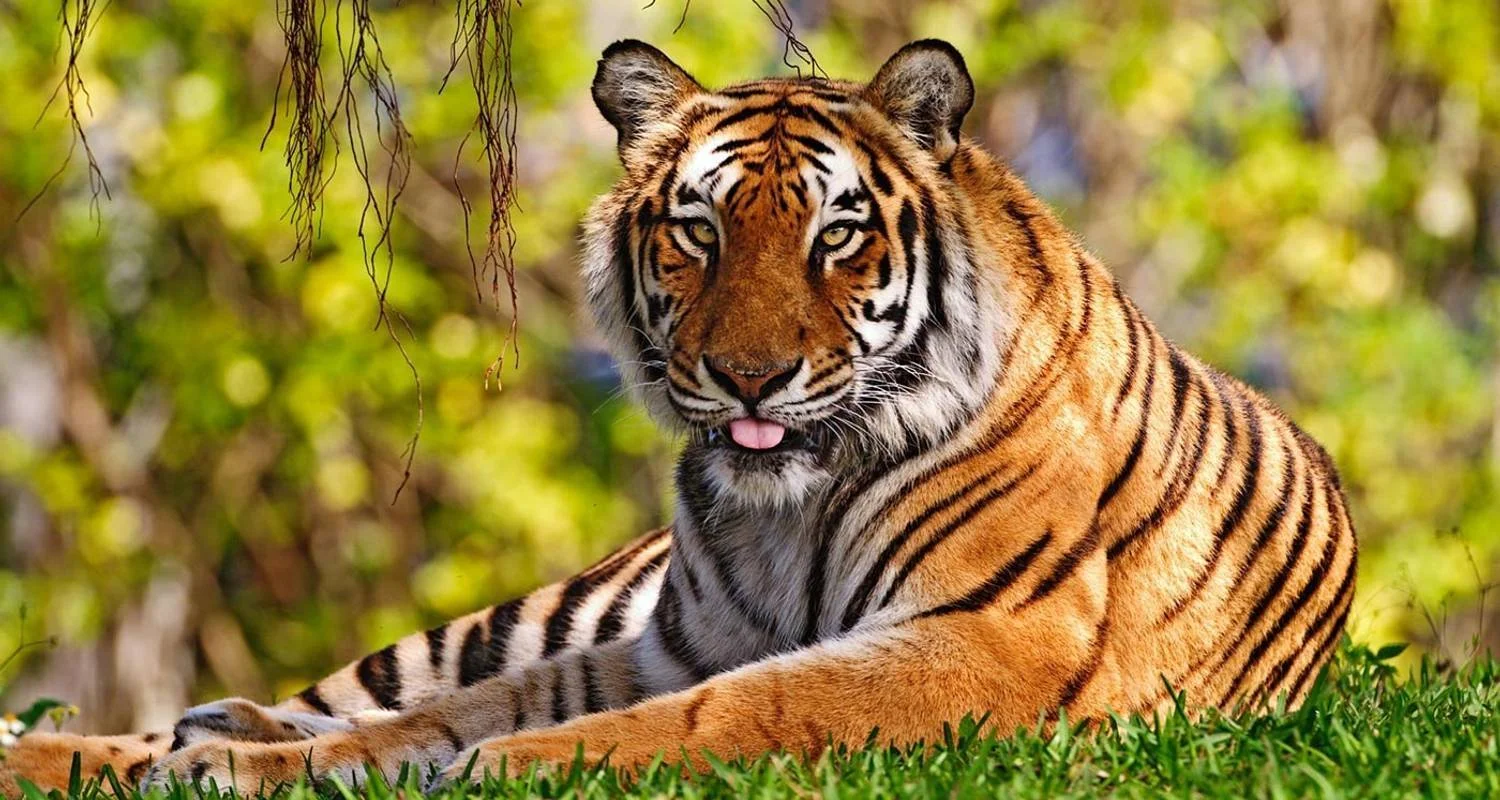 Explore Luxury Passage through Rajasthan for 16 days with Amazing India Tours and discover unforgettable experiences - Photo 2