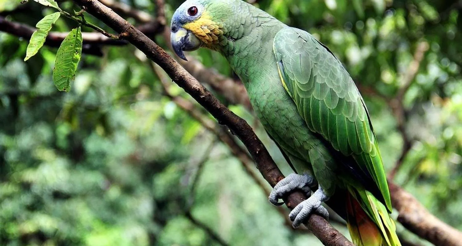 Explore 4-Day Jungle of Peru Tambopata Nature Reserve for 4 days with America Viajes and discover unforgettable experiences - Photo 2