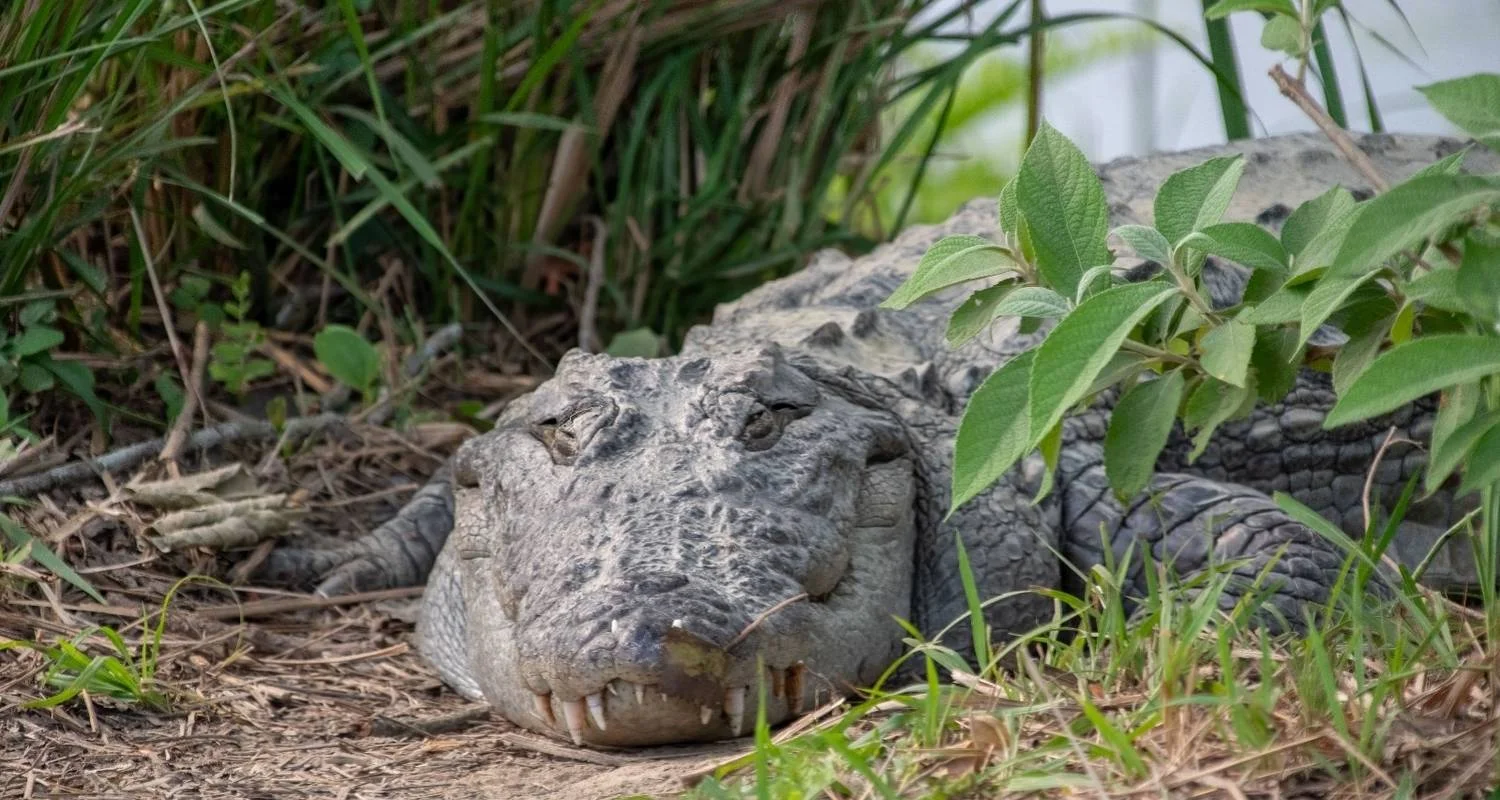 Explore Kathmandu Pokhara Chitwan Tour for 8 days with Approved Holidays Pvt. Ltd. and discover unforgettable experiences - Photo 2