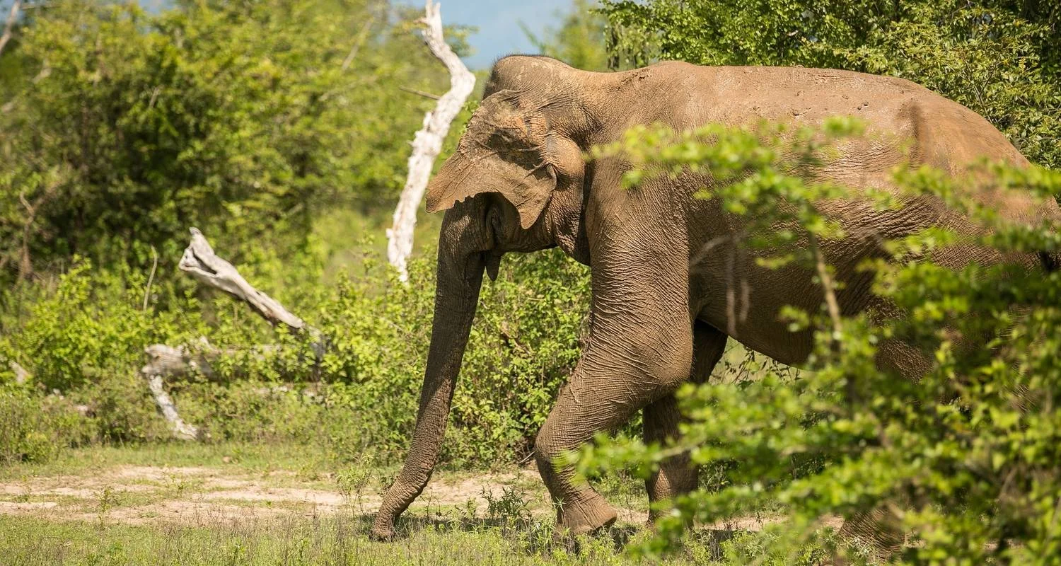 Explore Serene Sri Lanka: A Magical 5-days Journey for 5 days with Apple Vacations Pvt Ltd and discover unforgettable experiences - Photo 2