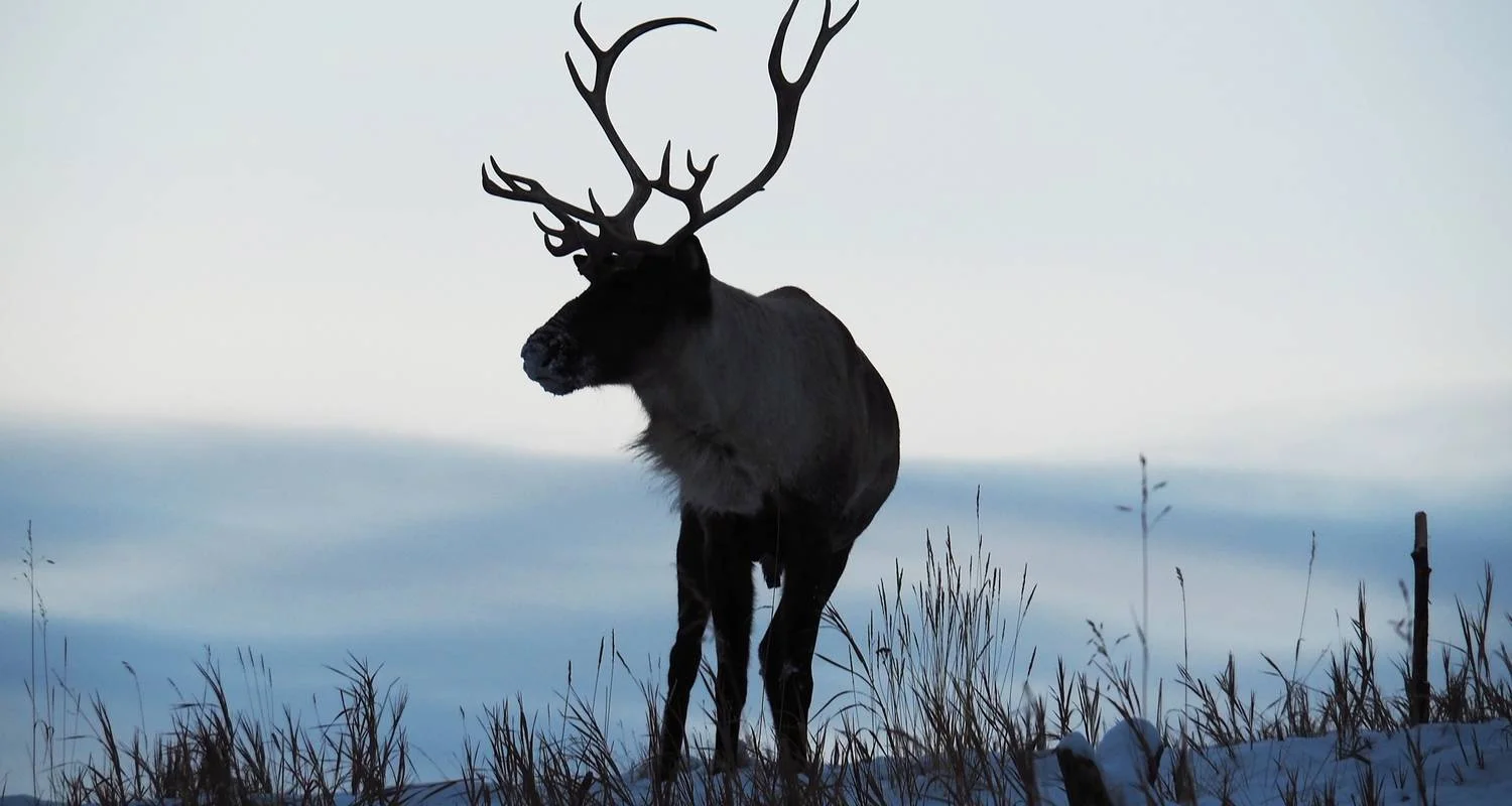Explore Yukon Winter Dream | Active Winter Adventure for 5 days with Arctic Range Adventure and discover unforgettable experiences - Photo 2