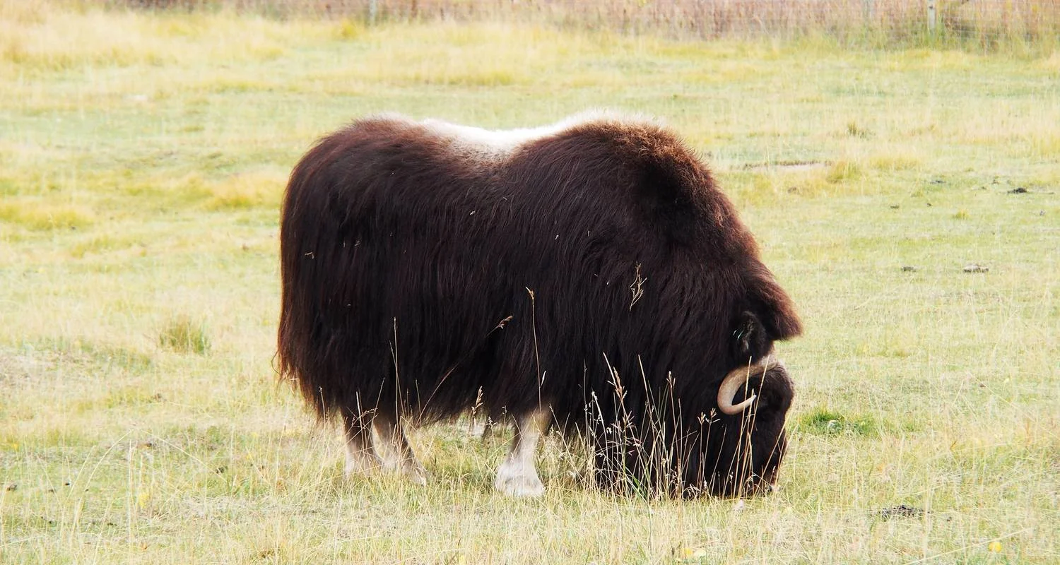 Explore Best Value Aurora Viewing | Yukon Wildlife Viewing for 4 days with Arctic Range Adventure and discover unforgettable experiences - Photo 5