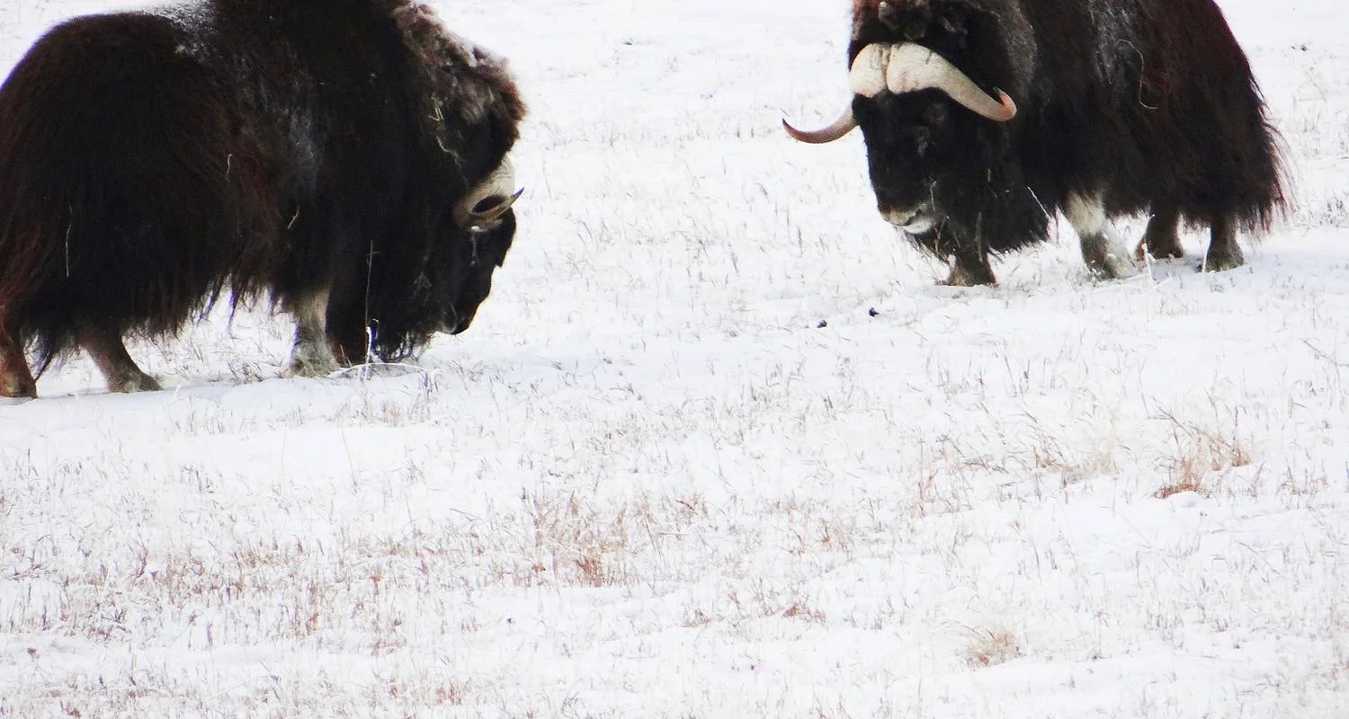 Explore Arctic Winter Heartbeat | Active Winter Adventure for 7 days with Arctic Range Adventure and discover unforgettable experiences - Photo 8