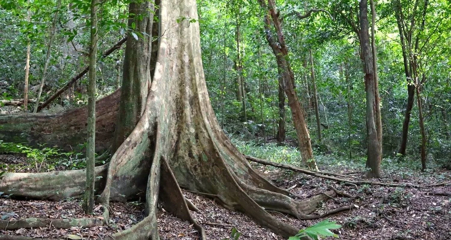 Explore Hanoi - Ninh Binh 2 days (Hoa Lu, Tam Coc, Cuc Phuong National Park) for 2 days with Asia Focus Travel and discover unforgettable experiences - Photo 2