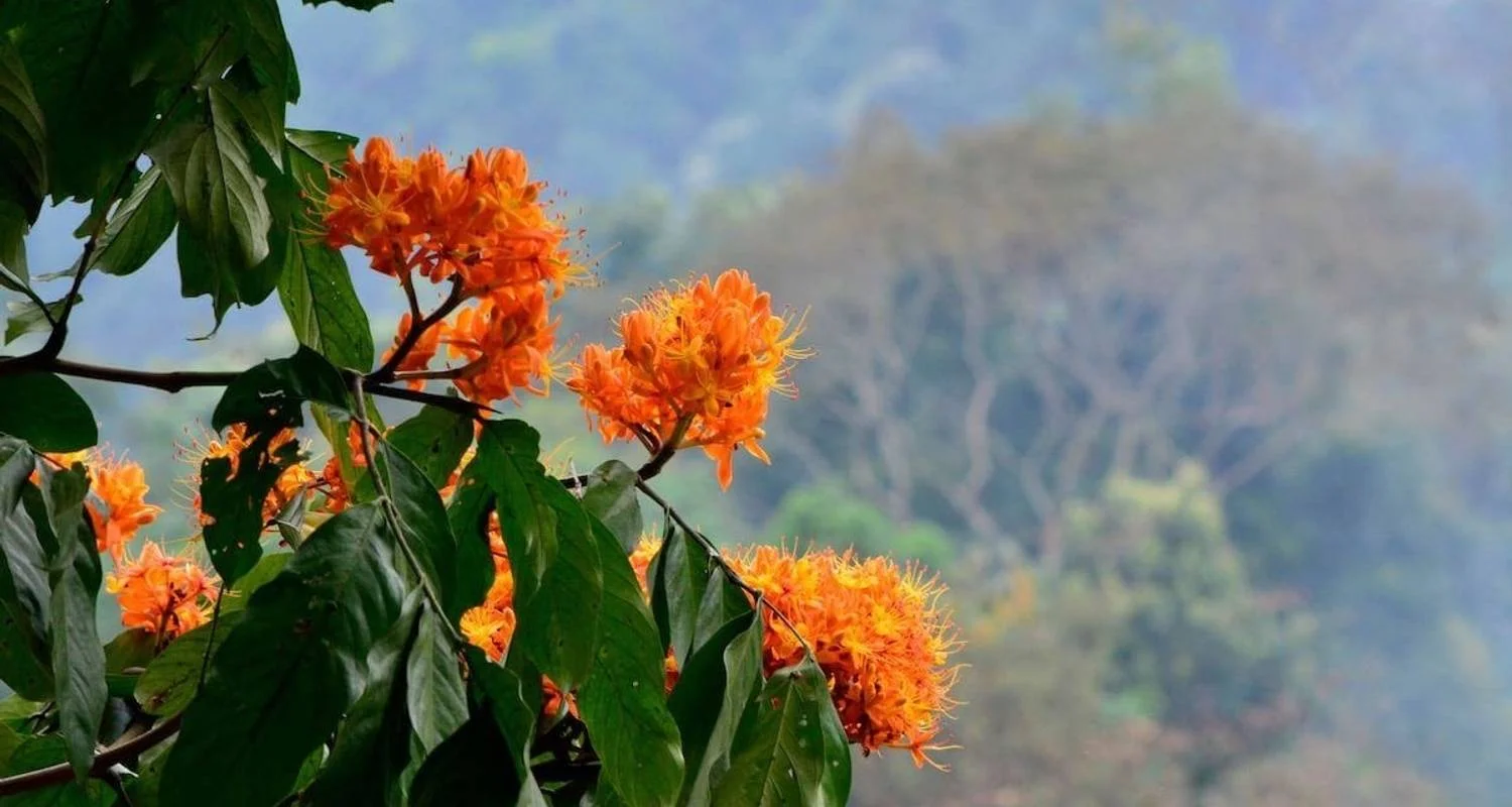 Explore Hanoi - Ninh Binh 2 Days 1 Night by Limousine (Hoa Lu, Tam Coc, Cuc Phuong National Park) for 2 days with Asia Focus Travel and discover unforgettable experiences - Photo 2