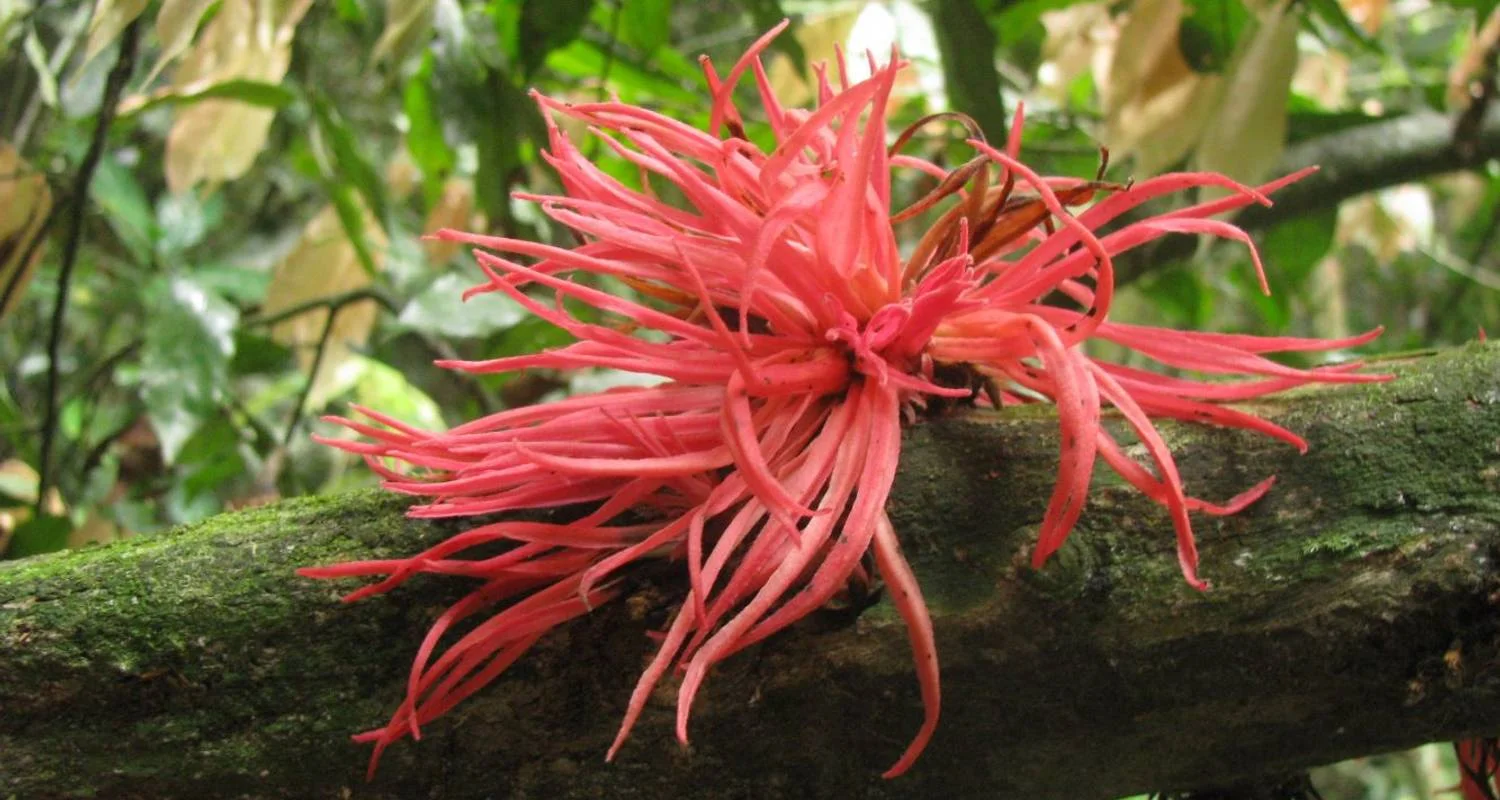 Explore Ulu Muda: A Date with Nature for 5 days with Asian Overland Services Tours & Travel  and discover unforgettable experiences - Photo 2