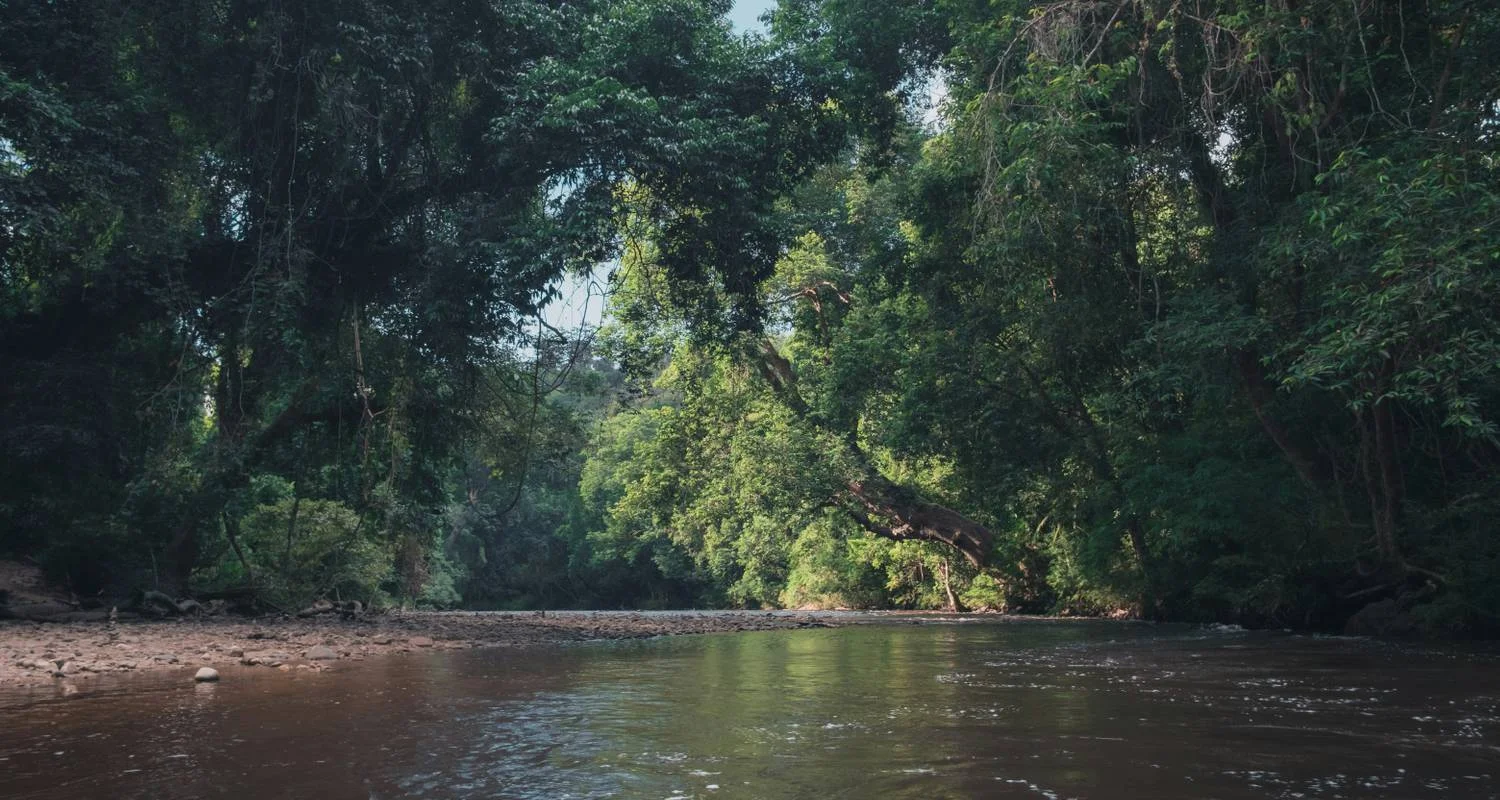 Explore Taman Negara Jungle Experience 4Days/ 3Nights for 4 days with Asian Overland Services Tours & Travel  and discover unforgettable experiences - Photo 2