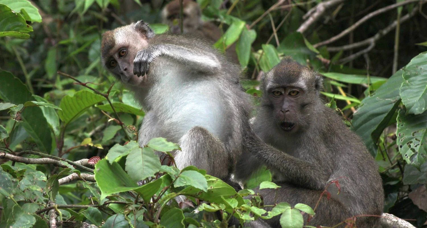 Explore Enchanting Borneo for 9 days with Asian Overland Services Tours & Travel  and discover unforgettable experiences - Photo 2