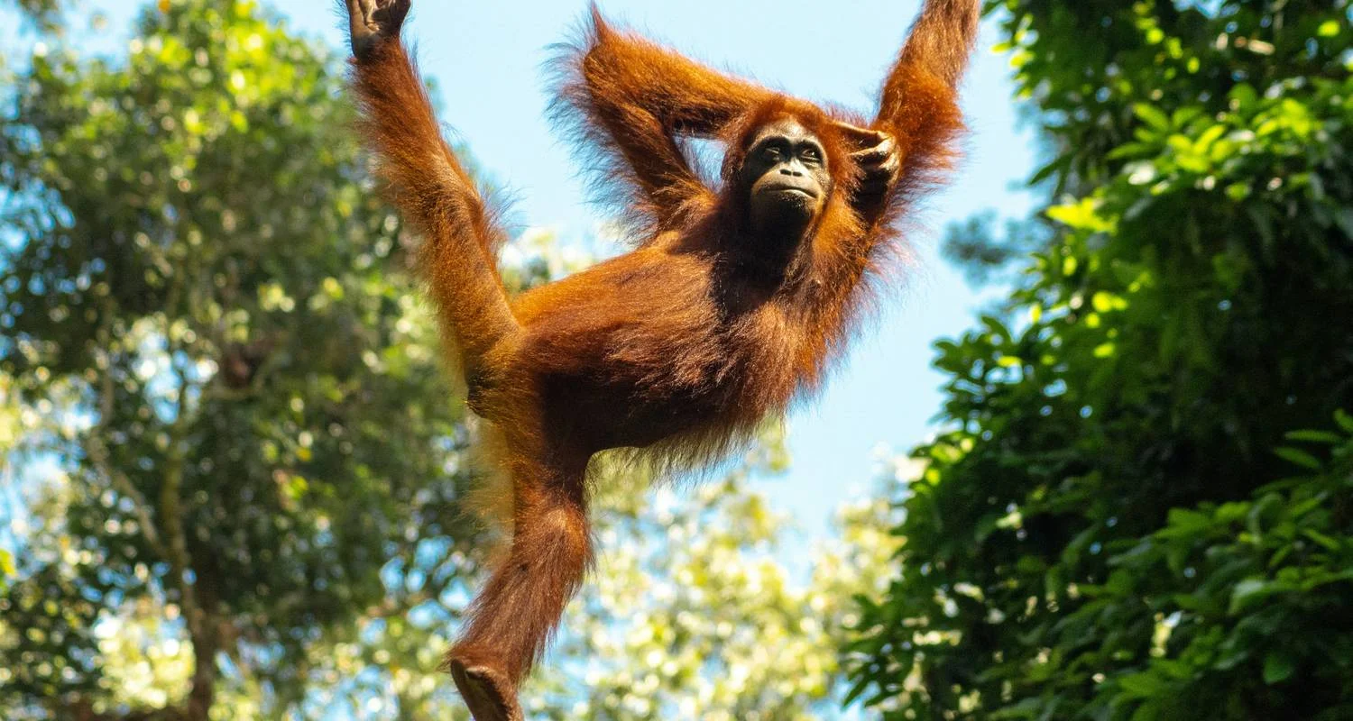 Explore Sandakan Explorer Safari for 3 days with Asian Overland Services Tours & Travel  and discover unforgettable experiences - Photo 2