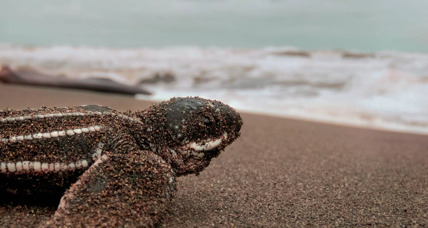 Explore Wildlife Trail Sabah for 6 days with Asian Overland Services Tours & Travel  and discover unforgettable experiences - Photo 2