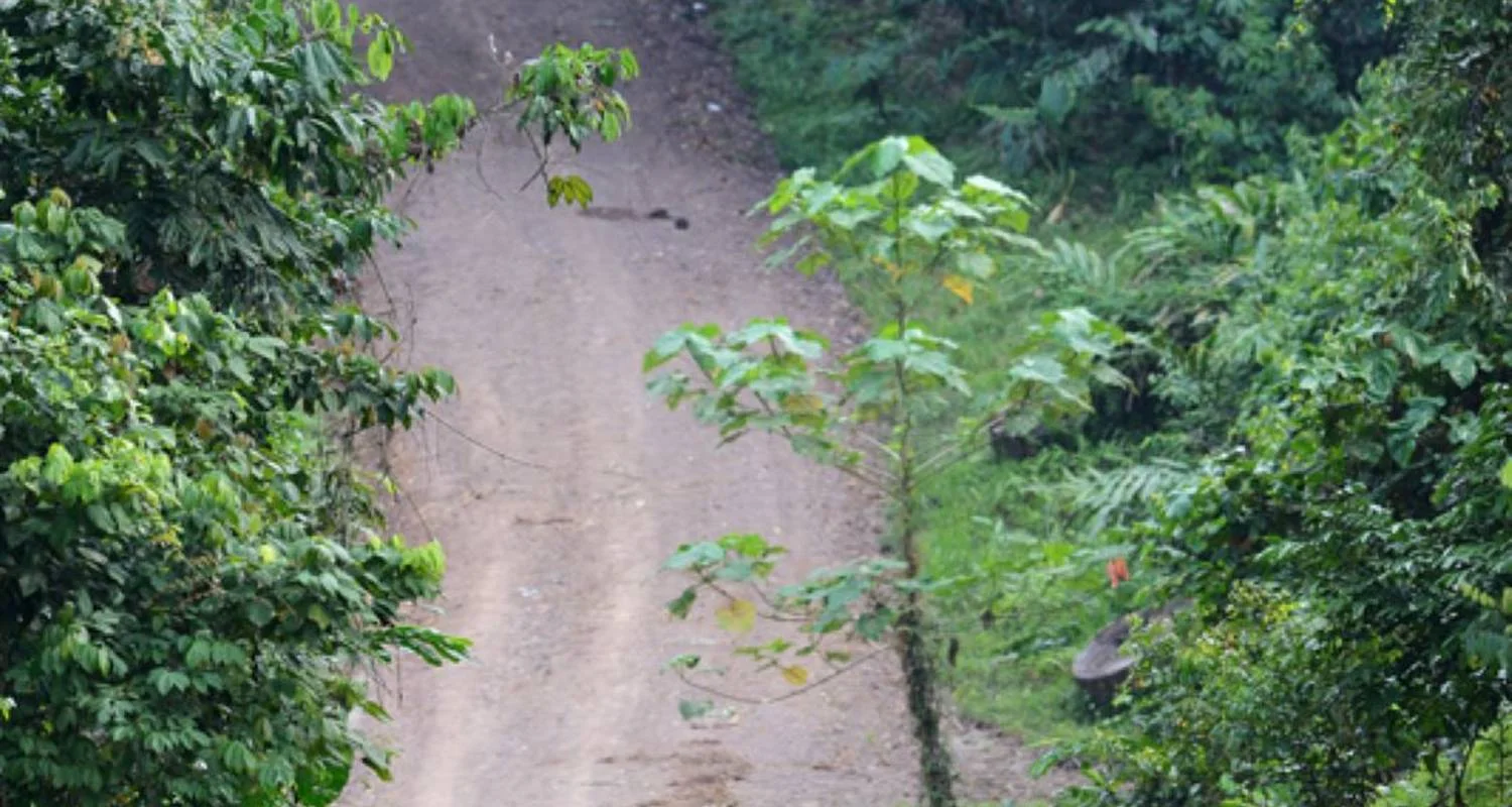 Explore Danum Valley Rainforest Trek for 3 days with Asian Overland Services Tours & Travel  and discover unforgettable experiences - Photo 2