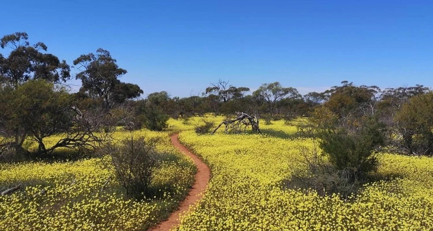 Explore Western Australia Wildflowers Road Trip for 8 days with Australia and New Zealand Travel Company and discover unforgettable experiences - Photo 2