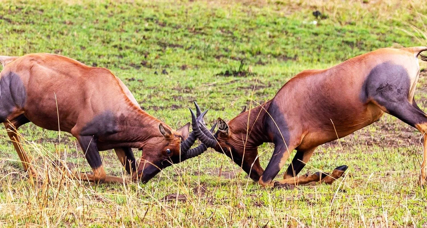Explore 7 Days 6 Nights Migration Wildlife Safari for 7 days with Authentic Africa and discover unforgettable experiences - Photo 2