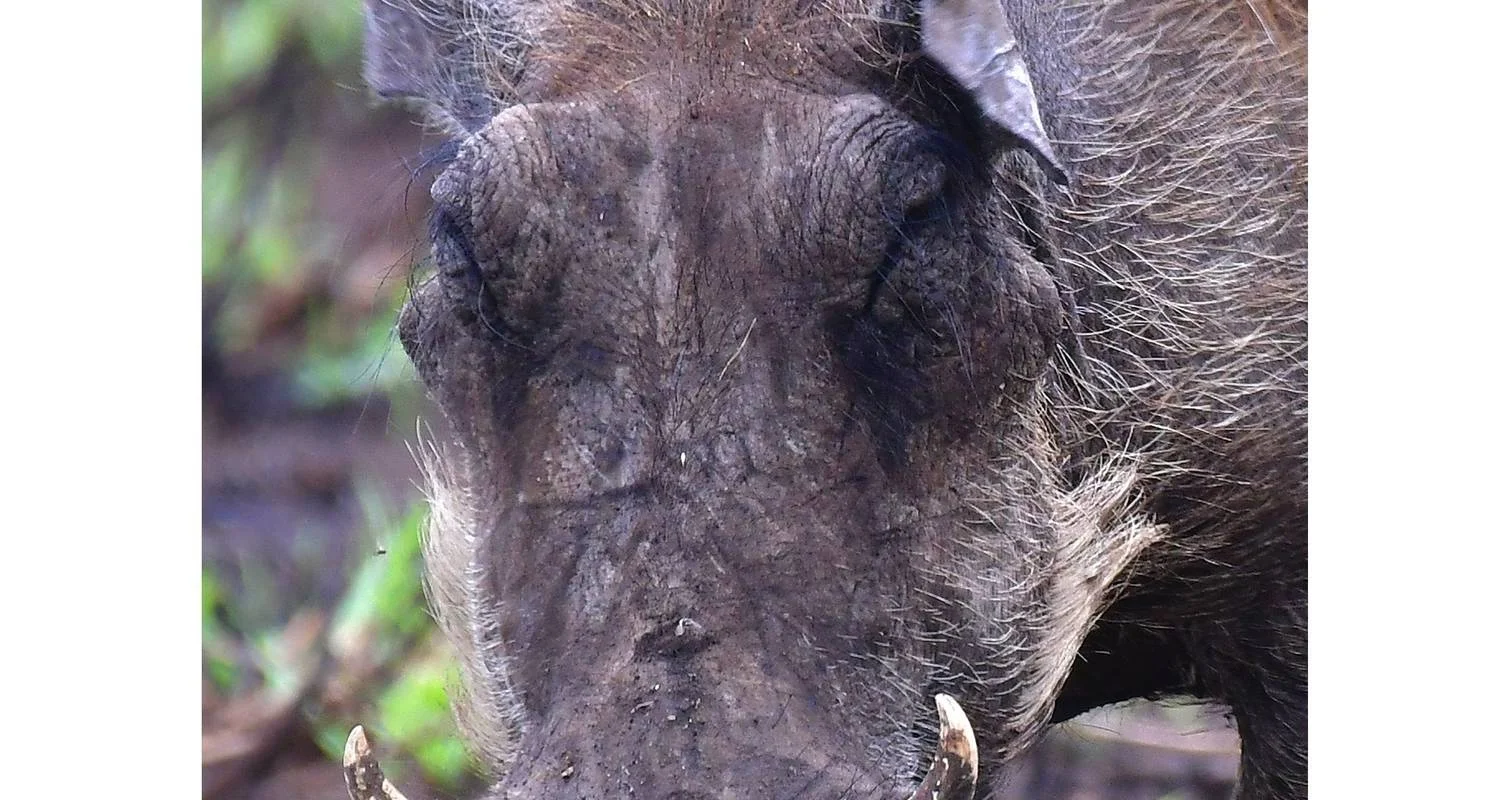 Explore 11 Days Tanzania Wildlife Cultural Safari* for 11 days with Authentic Africa and discover unforgettable experiences - Photo 2