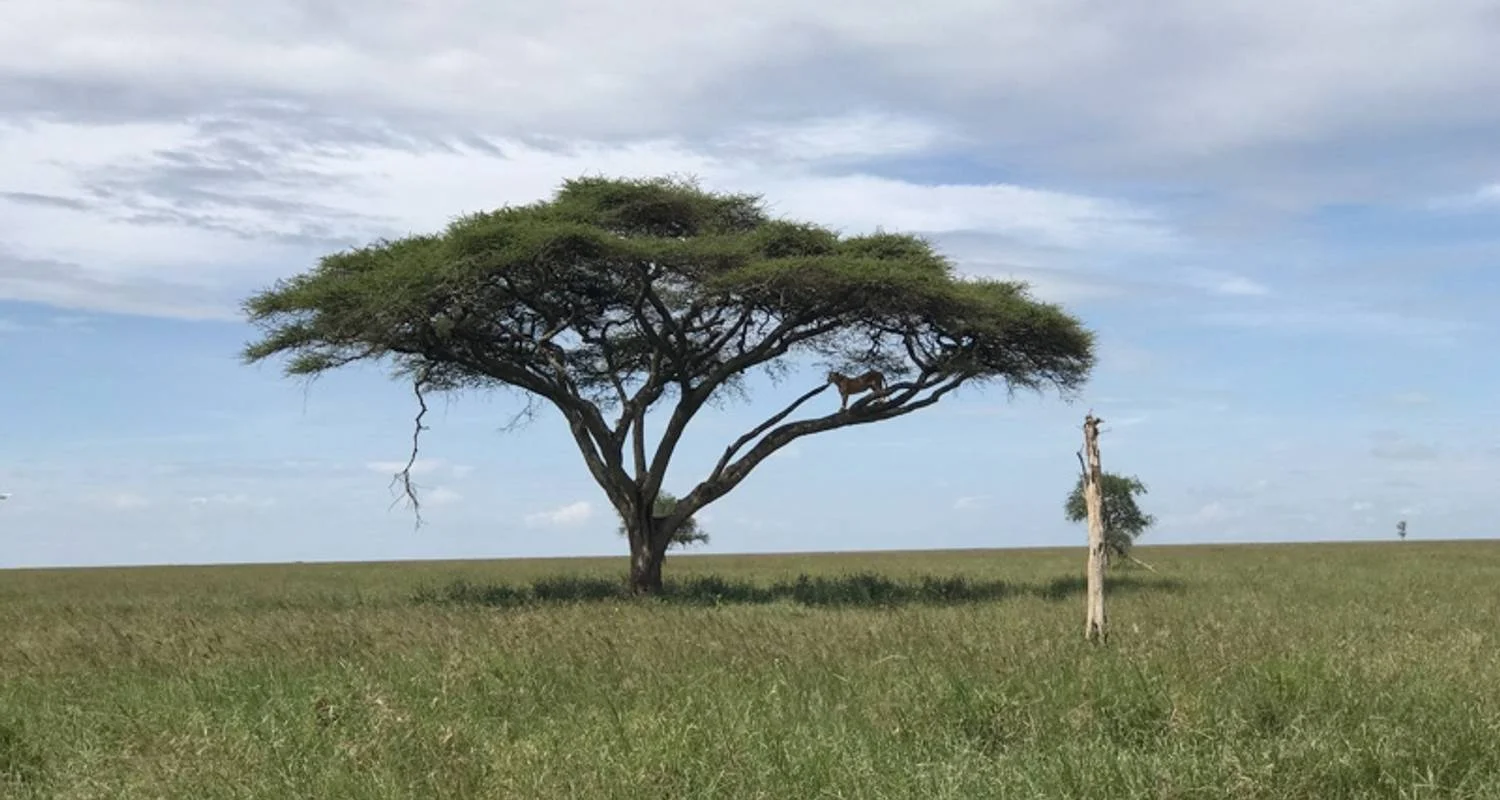 Explore 7 Days Tanzania Classic Safari for 7 days with Authentic Africa and discover unforgettable experiences - Photo 2