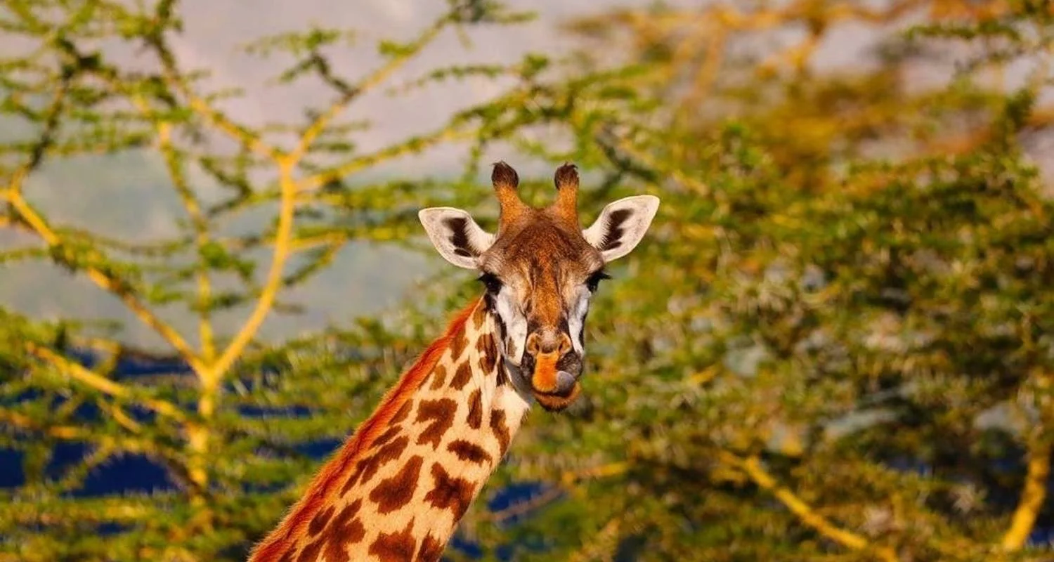 Explore 6 Days Tanzania Wildlife Encounters for 6 days with Authentic Africa and discover unforgettable experiences - Photo 2