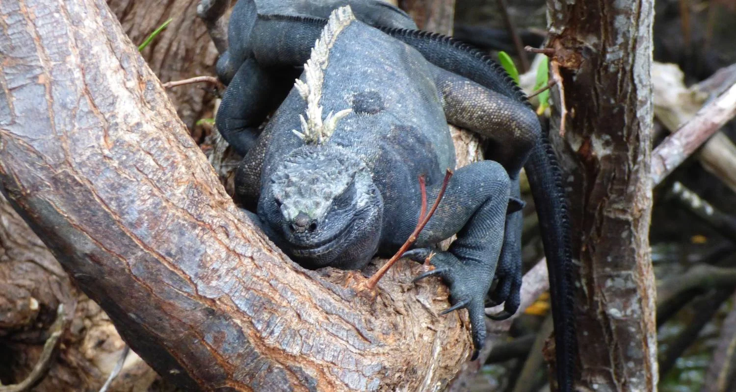 Explore From Snow-capped Peaks to Pristine Islands: A journey across the Andes, Cloudforest and Galapagos for 10 days with Authentic Ecuador and discover unforgettable experiences - Photo 2