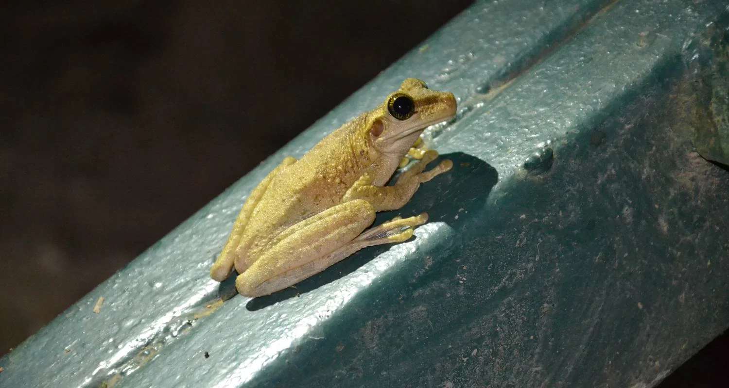 Explore Deep Rainforest Expedition to Lagartococha & Zancudococha for 5 days with Authentic Ecuador and discover unforgettable experiences - Photo 2