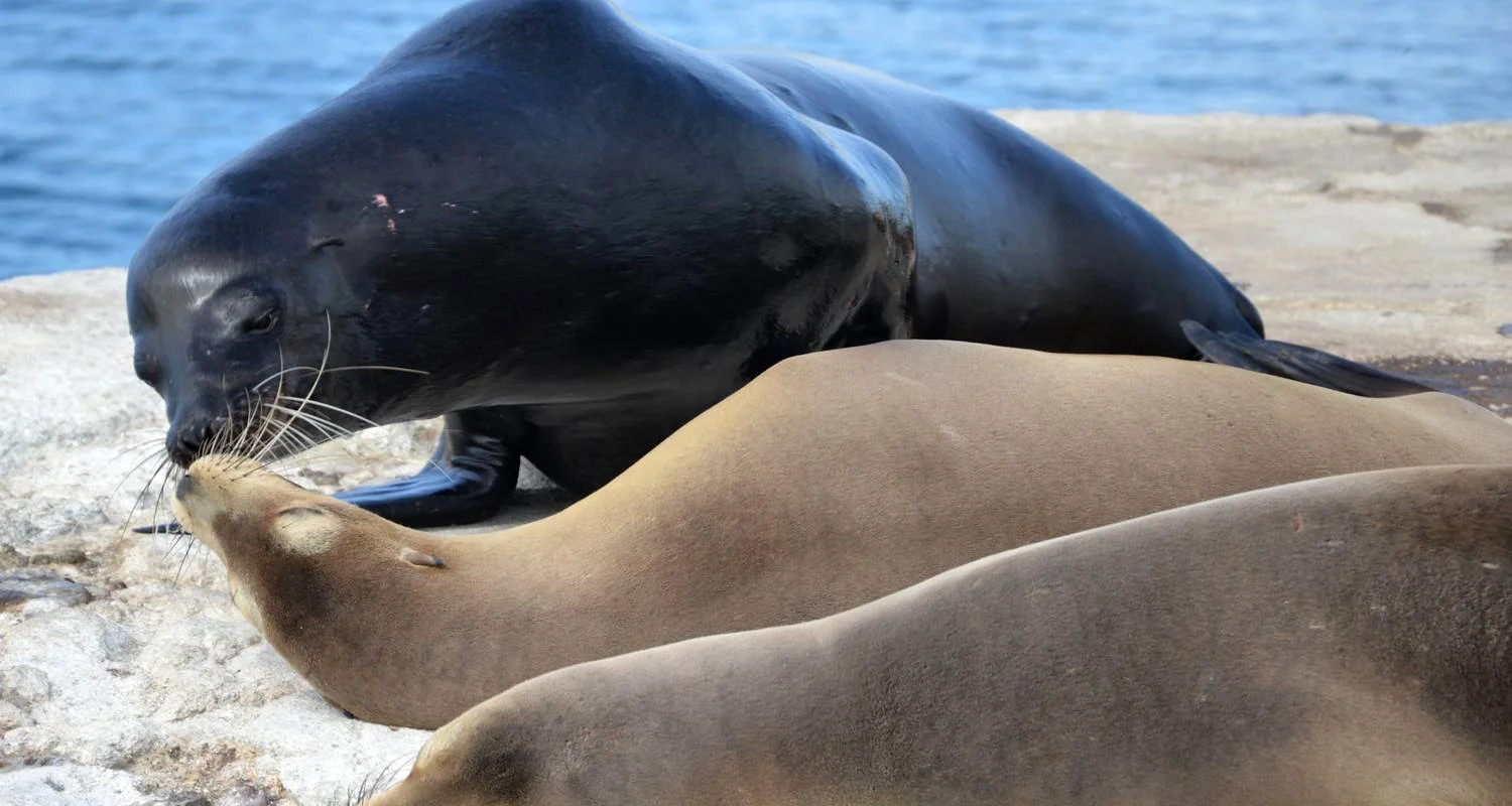 Explore 7-Day Unforgettable Galapagos Island Hopping for 7 days with Authentic Ecuador and discover unforgettable experiences - Photo 2