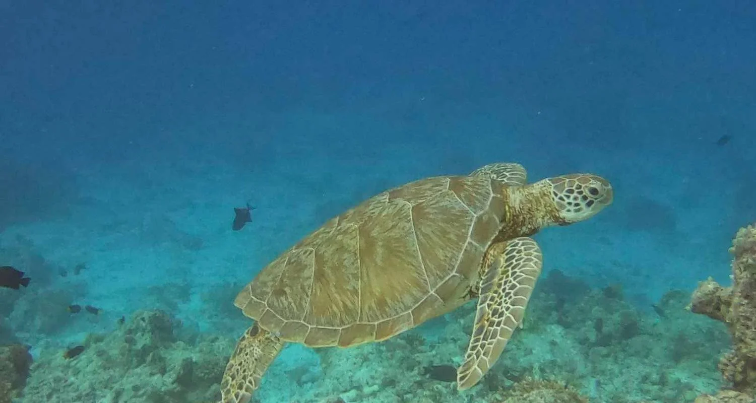 Explore 7 Days Maldives Dream Escape: Sun, Sand, and Snorkeling Bliss for 7 days with Autopia Tours and discover unforgettable experiences - Photo 2