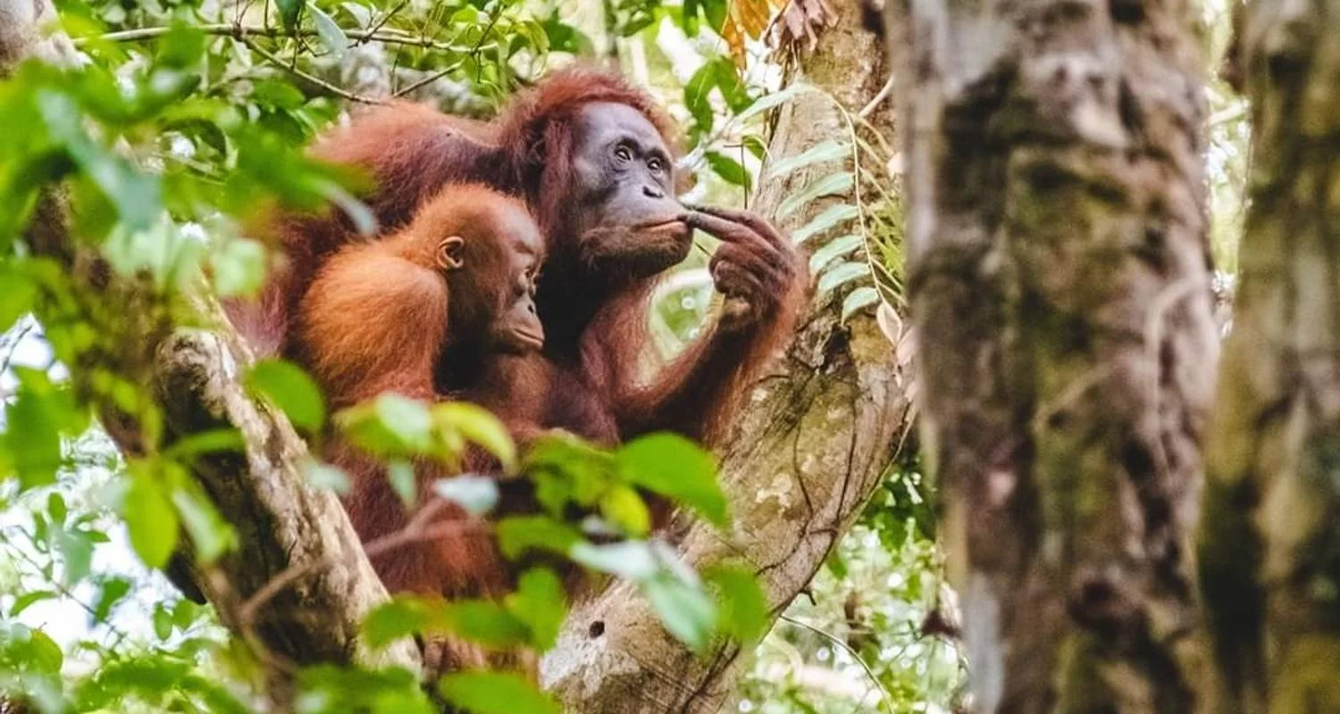 Explore Amazing Tour Borneo, Java and Bali: Private Tour for 18 days with Ayla Tour and Transport and discover unforgettable experiences - Photo 2