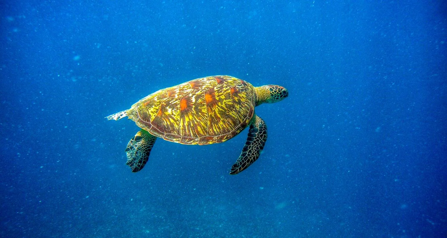 Explore Backpacking Bali (18 days) for 18 days with Backpacking Tours and discover unforgettable experiences - Photo 2