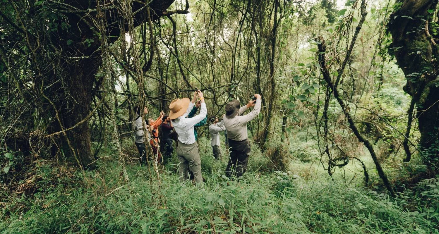 Explore 3 Day Uganda Gorilla Trek Budget Safari via Kigali for 3 days with Bamboo Ecotours and discover unforgettable experiences - Photo 2