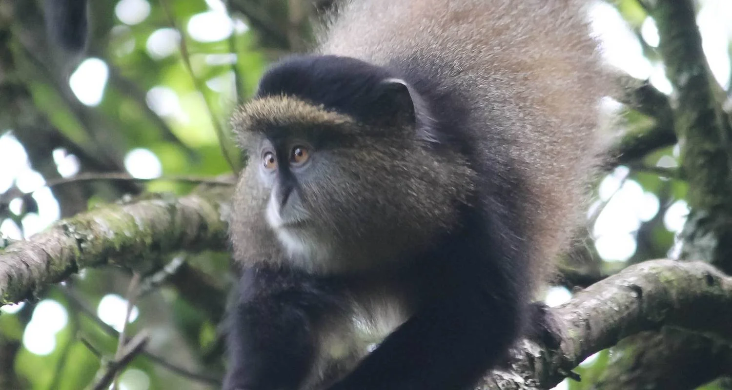 Explore 3-Day Uganda Gorillas and Golden Monkey Trekking Safari for 3 days with Bamboo Ecotours and discover unforgettable experiences - Photo 2