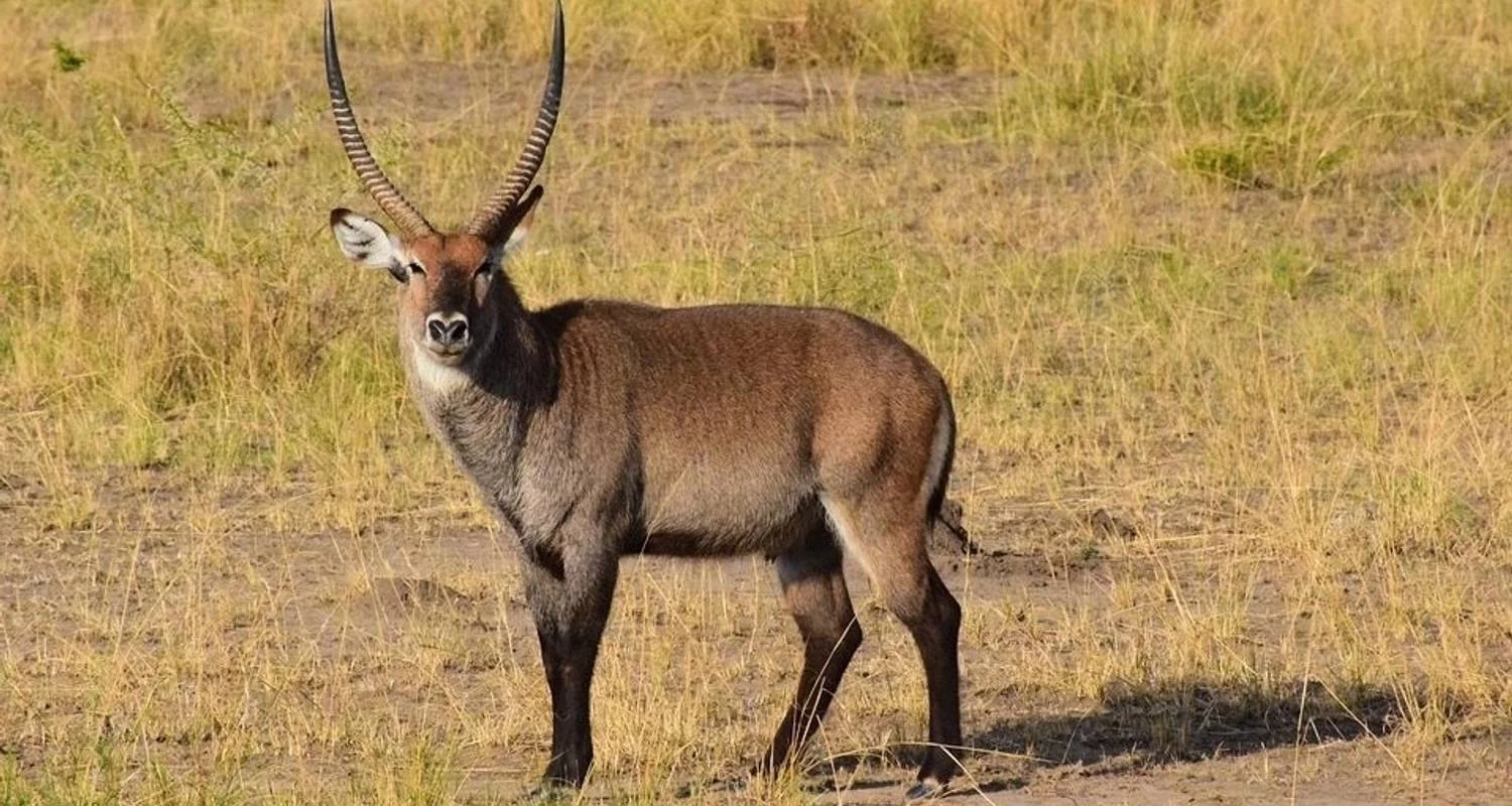 Explore 7 Day Gorillas, Wildlife, Lake Bunyonyi and Chimp Trek for 7 days with Bamboo Ecotours and discover unforgettable experiences - Photo 2