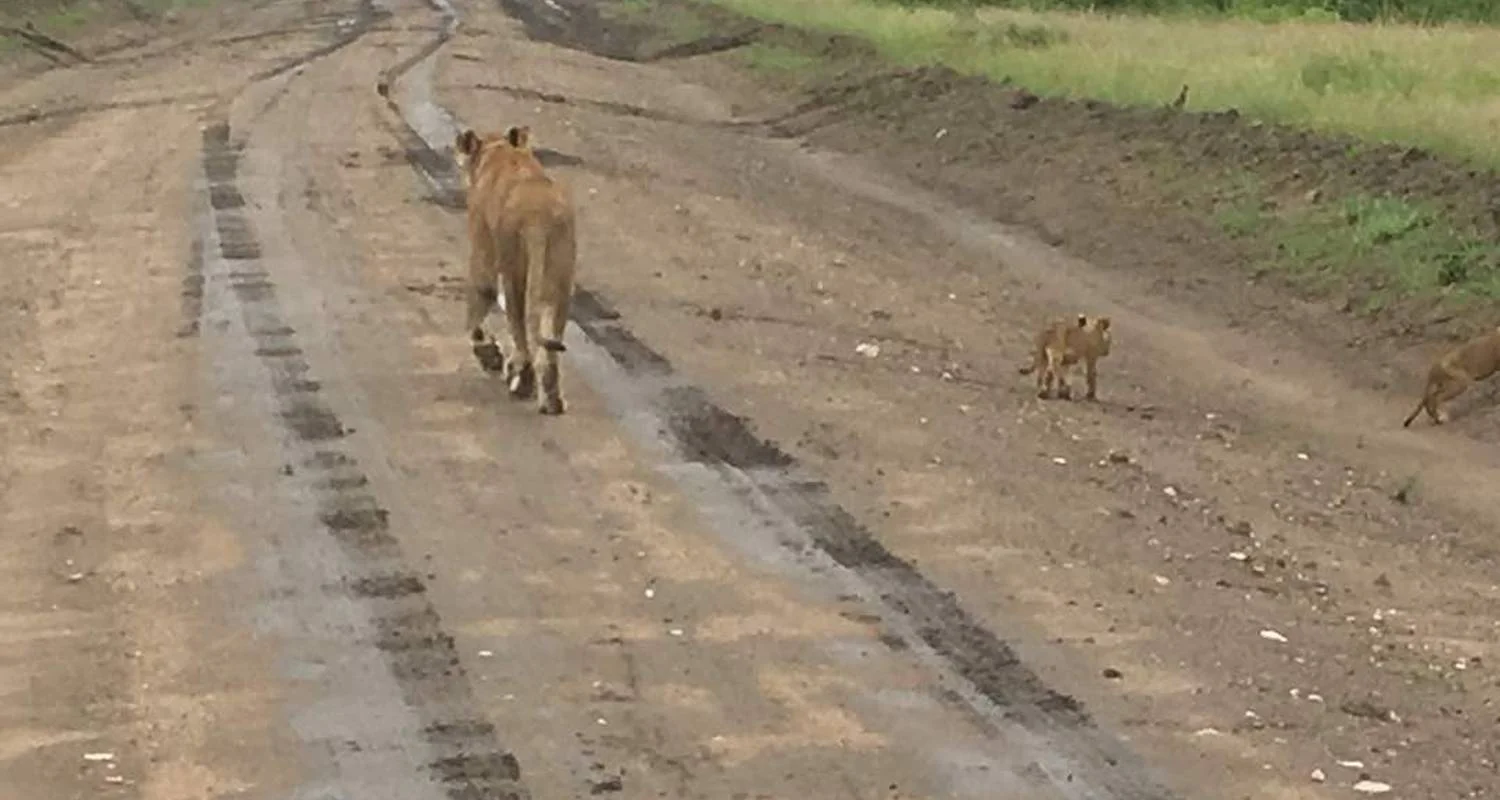 Explore 8-Day Gorilla Safari and Chimp Habituation Experience at Kibale for 8 days with Bamboo Ecotours and discover unforgettable experiences - Photo 2