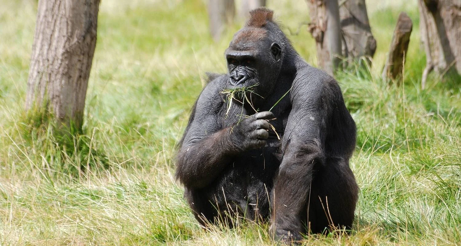 Explore 3 Day Gorilla Trekking Fly In Safari at Bwindi National Park for 3 days with Bamboo Ecotours and discover unforgettable experiences - Photo 2