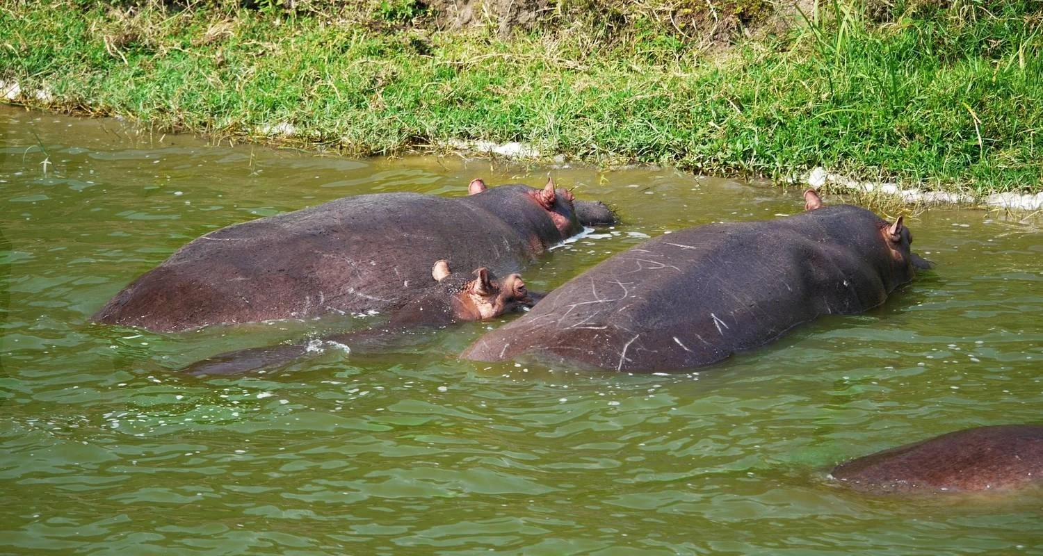 Explore 10 Day Western Uganda Wildlife Safari for 10 days with Bamboo Ecotours and discover unforgettable experiences - Photo 2