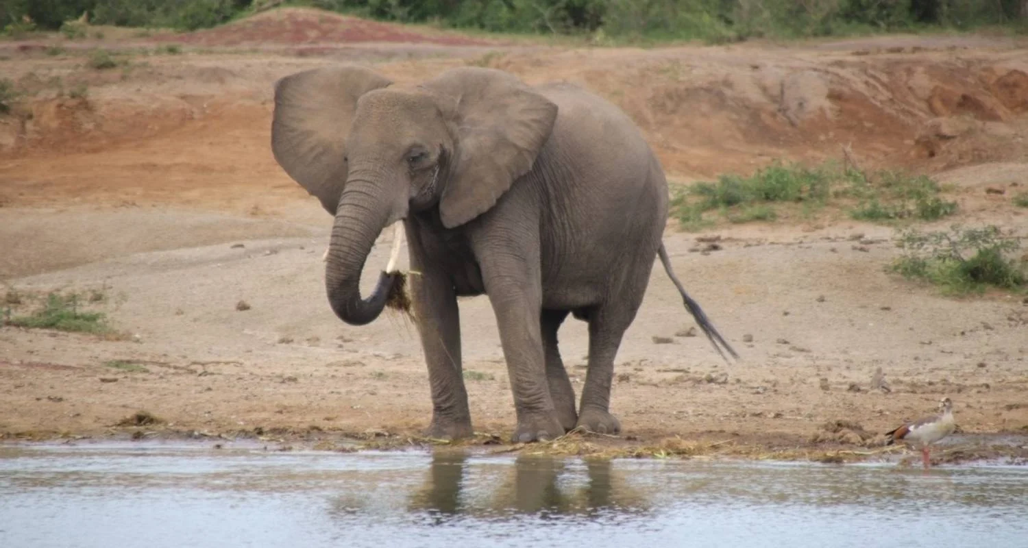 Explore 5 Day Gorillas, Wildlife and Chimp Trek at Kalinzu Forest for 5 days with Bamboo Ecotours and discover unforgettable experiences - Photo 2