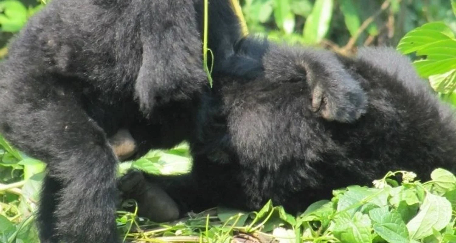 Explore 3 Day Kalinzu Forest Chimps and Gorilla Trek for 3 days with Bamboo Ecotours and discover unforgettable experiences - Photo 2