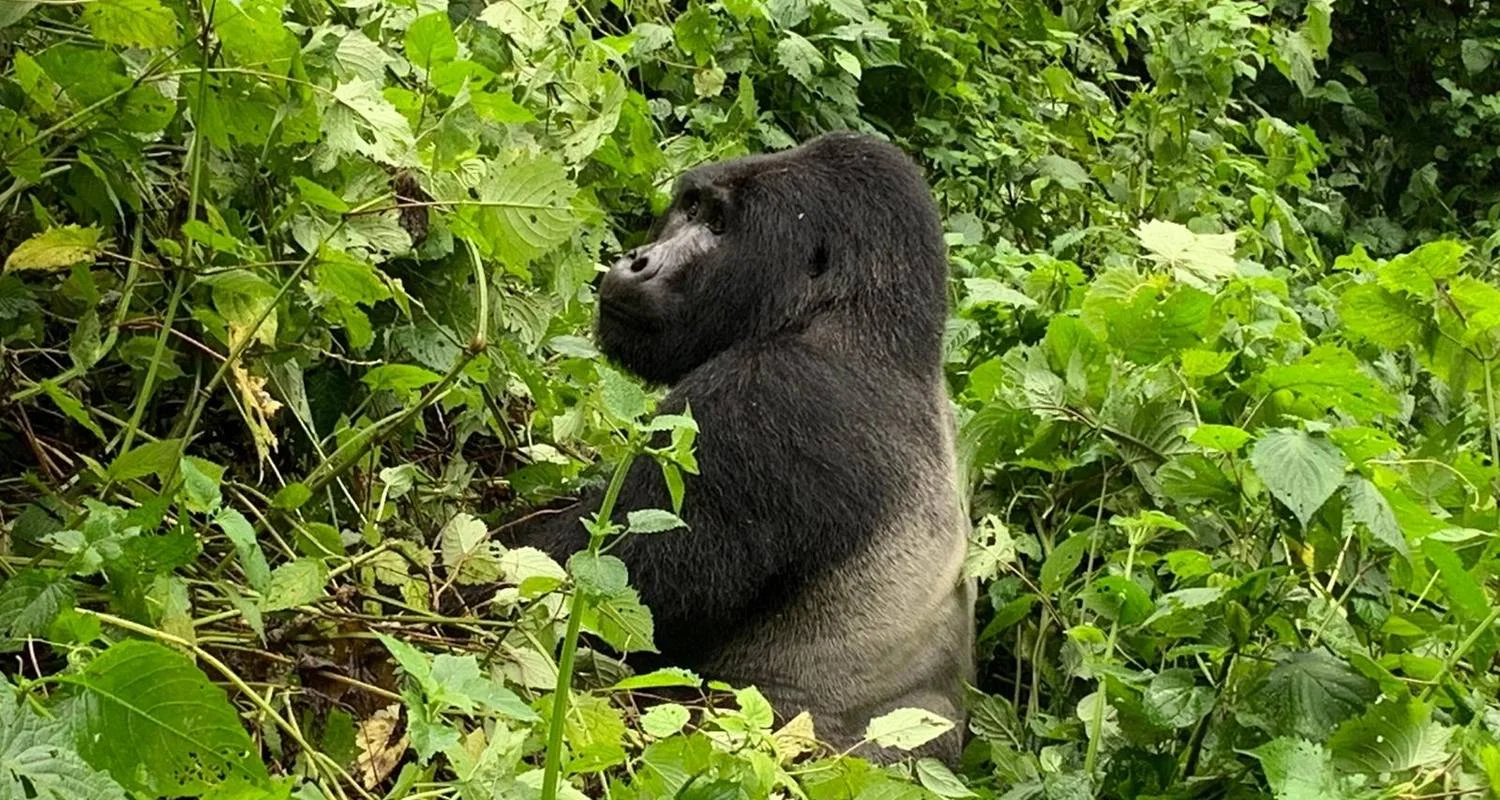Explore 3 Day Uganda Gorilla Trek Budget Safari via Entebbe for 3 days with Bamboo Ecotours and discover unforgettable experiences - Photo 2