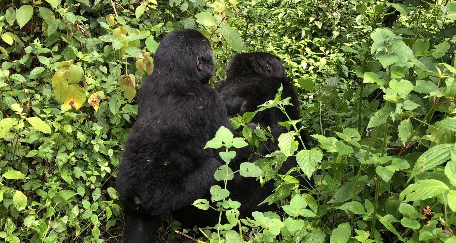 Explore 6 Day Gorillas, Golden Monkeys and Chimp Trek at Kibale Forest for 6 days with Bamboo Ecotours and discover unforgettable experiences - Photo 2