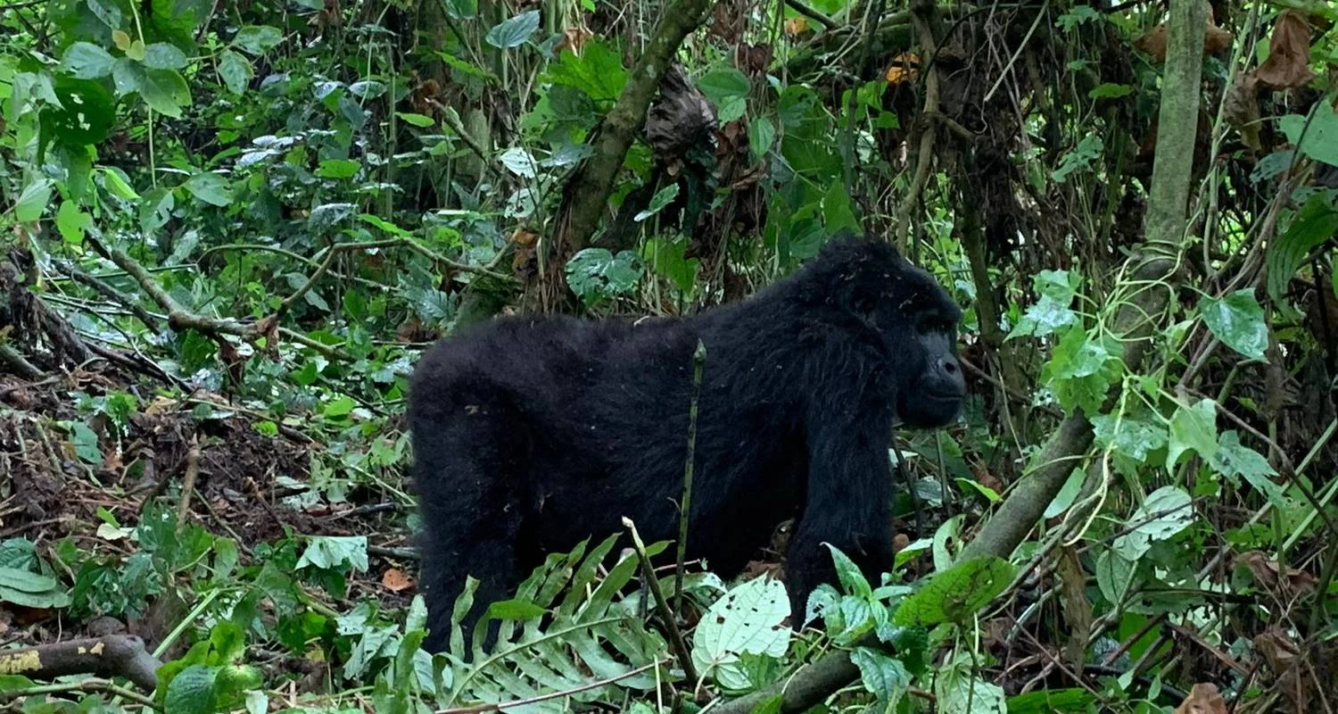 Explore Transfer from Kisoro Airport to Bwindi National Park for 2 days with Bamboo Ecotours and discover unforgettable experiences - Photo 2