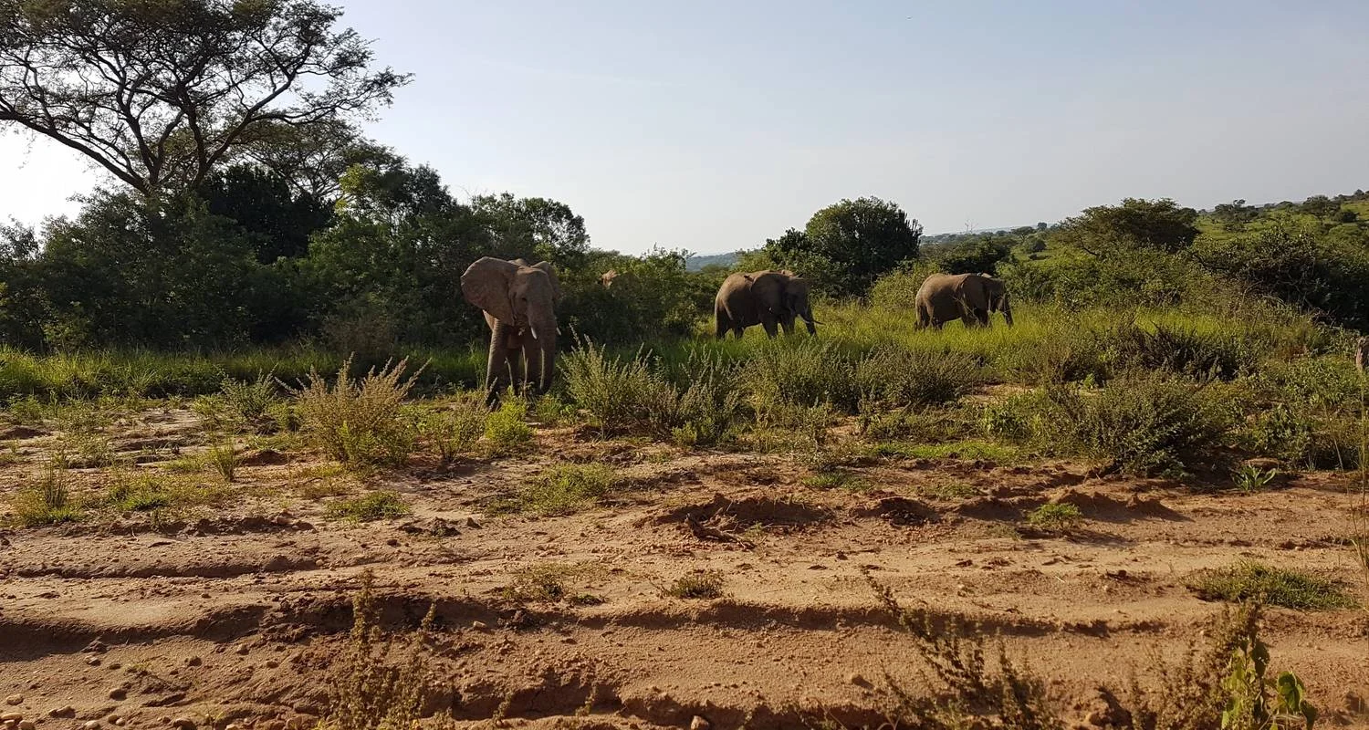 Explore 11-Day Gorillas, Chimps, and Lake Mburo Wildlife Safari for 11 days with Bamboo Ecotours and discover unforgettable experiences - Photo 2