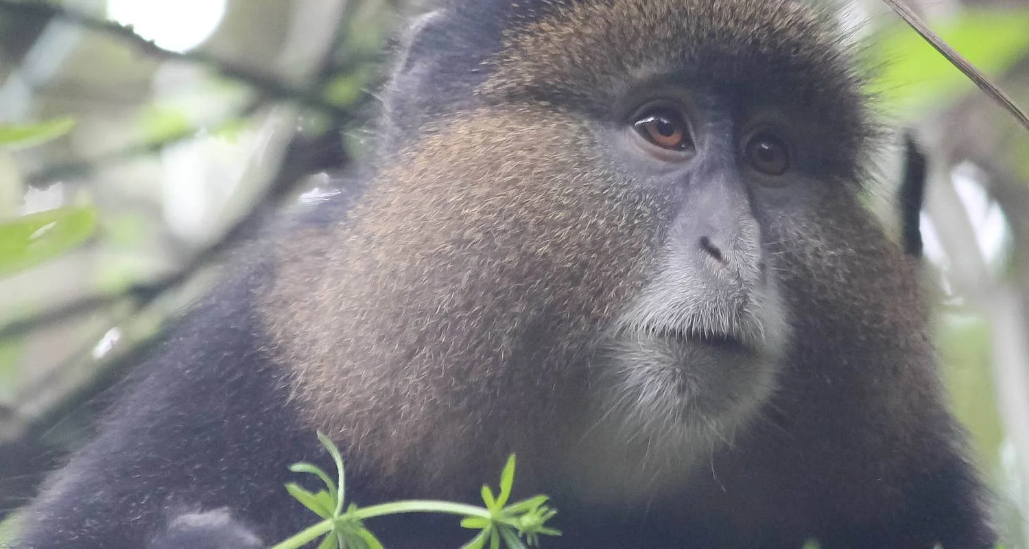 Explore 4-Day Rwanda Gorillas and Golden Monkey Trek for 4 days with Bamboo Ecotours and discover unforgettable experiences - Photo 2