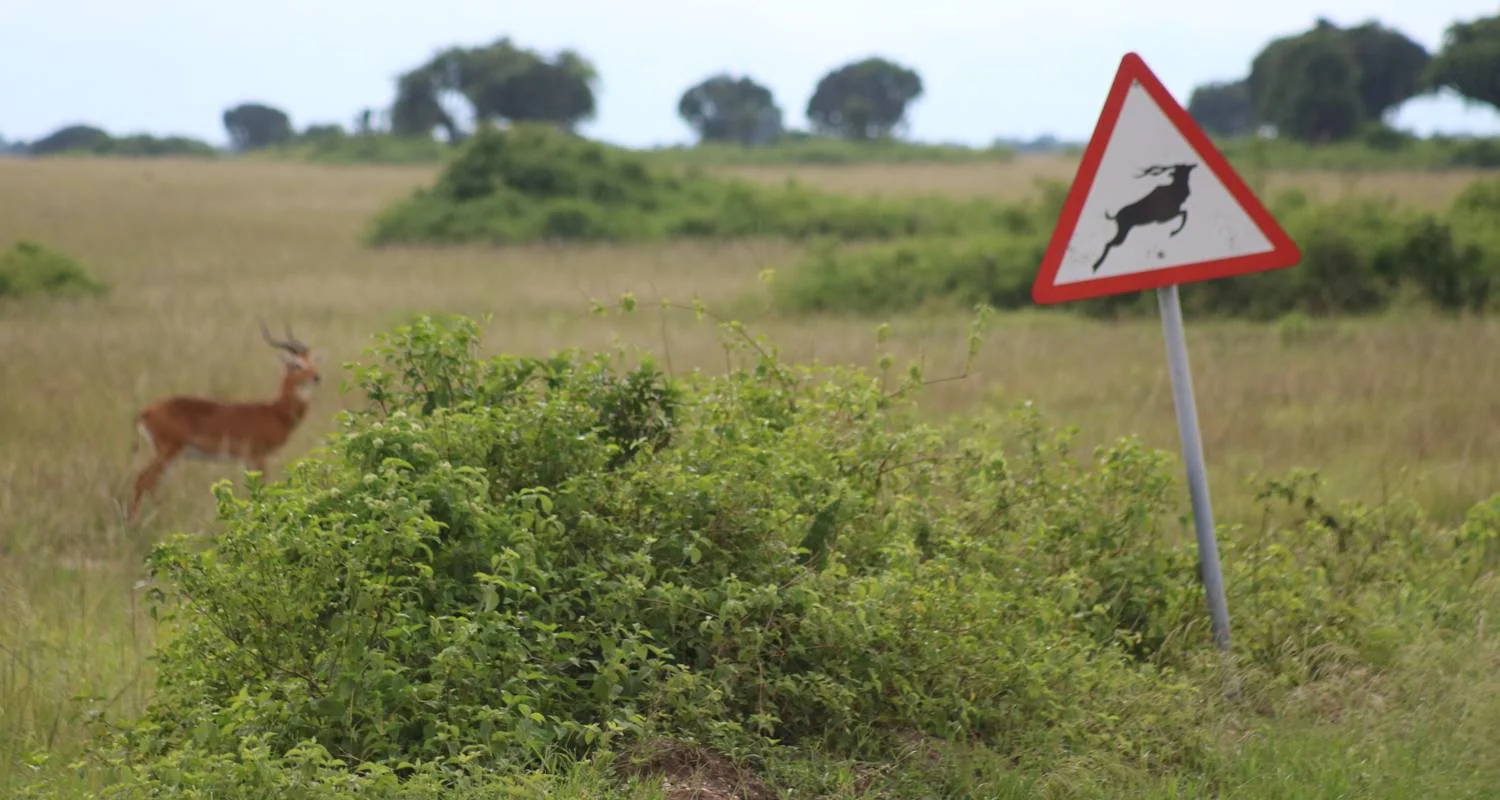 Explore 7-Day Rwanda Gorillas, Wildlife & Chimp Trekking Safari for 7 days with Bamboo Ecotours and discover unforgettable experiences - Photo 2